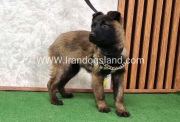 سگ مالی نویز اصل - M171