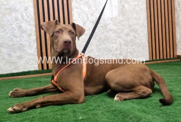 twlh-pytbwl-pitbull-141_10