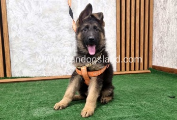 twlh-zhrmn-shprd-german-shepherd-150_9