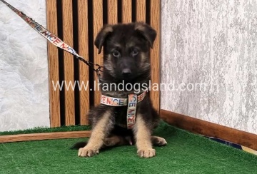 twlh-zhrmn-shprd-german-shepherd-151_1