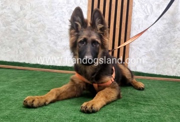 twlh-zhrmn-shprd-german-shepherd-153_2