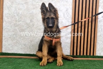 twlh-zhrmn-shprd-german-shepherd-154_2