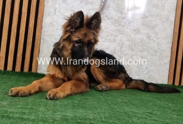 twlh-zhrmn-shprd-german-shepherd-154_7