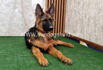 twlh-zhrmn-shprd-german-shepherd-155_4