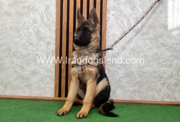 توله ژرمن درجه یک - G136