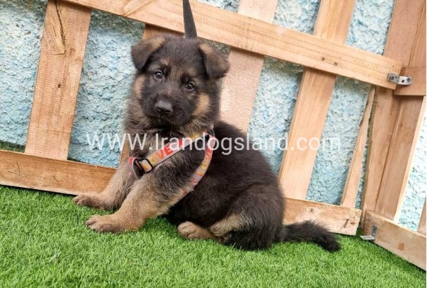 ---german-shepherd-100_1