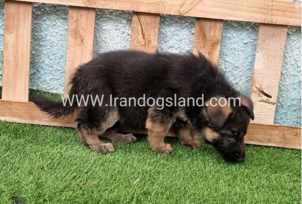 ---german-shepherd-100_2