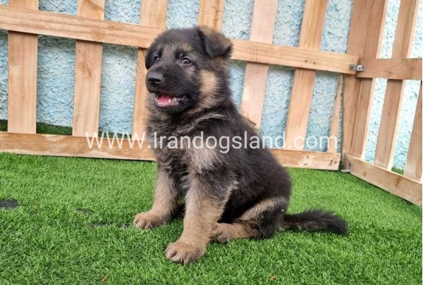 ---german-shepherd-100_3