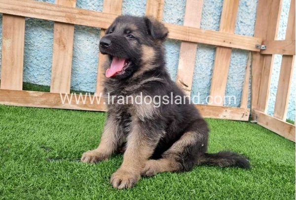 ---german-shepherd-100_4