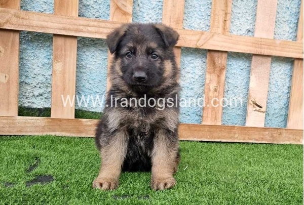 ---german-shepherd-100_5