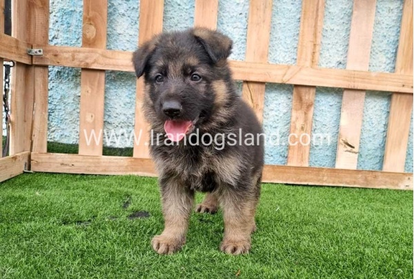 ---german-shepherd-100_6