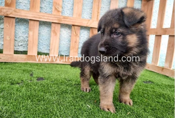 ---german-shepherd-100_7