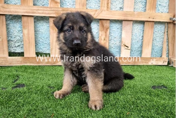 ---german-shepherd-100_8
