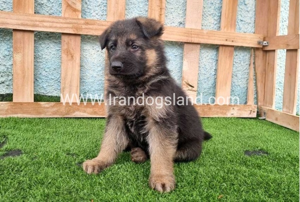 ---german-shepherd-100_9