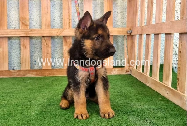 ---german-shepherd-106_1
