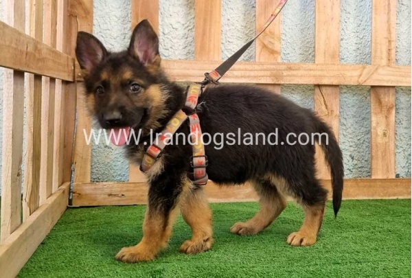 ---german-shepherd-106_10