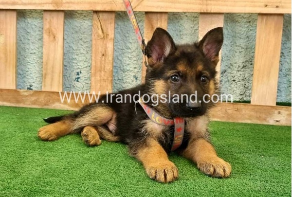 ---german-shepherd-106_11