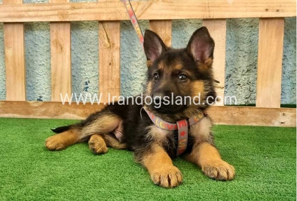 ---german-shepherd-106_12