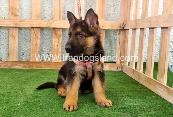 ---german-shepherd-106_2