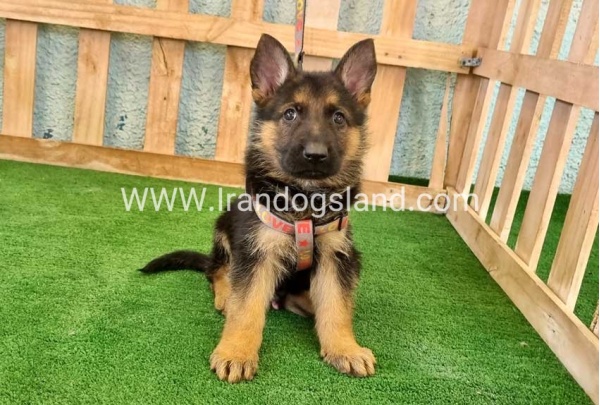 ---german-shepherd-106_3