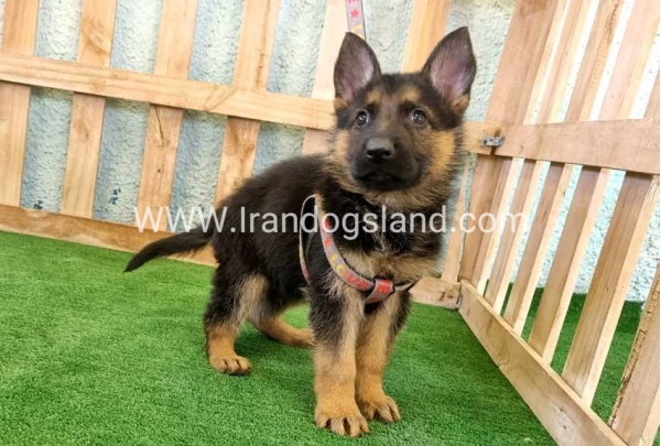 ---german-shepherd-106_4