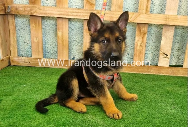---german-shepherd-106_5