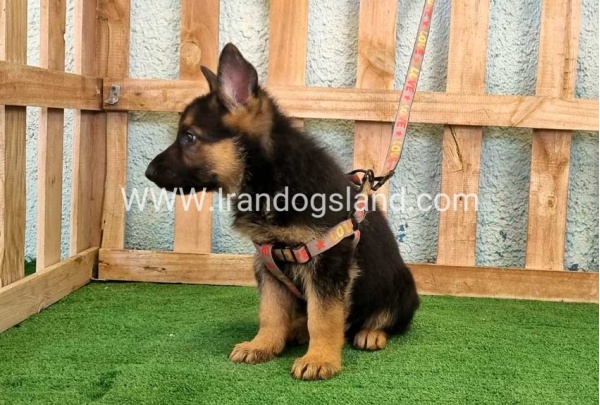 ---german-shepherd-106_6