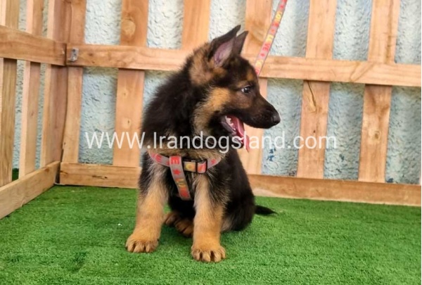 ---german-shepherd-106_7