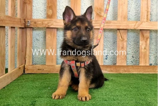 ---german-shepherd-106_8