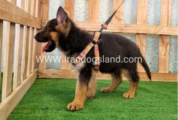 ---german-shepherd-106_9