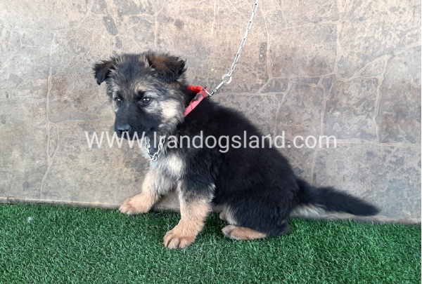 ---german-shepherd-28_1