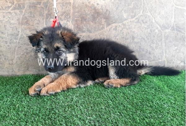 ---german-shepherd-28_10
