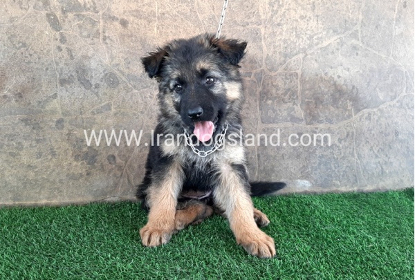 ---german-shepherd-28_11