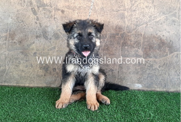 ---german-shepherd-28_12