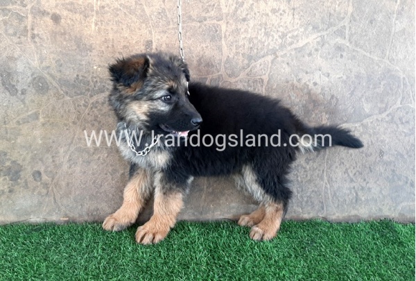 ---german-shepherd-28_2