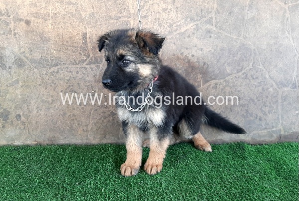 ---german-shepherd-28_3