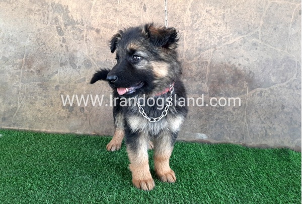 ---german-shepherd-28_4