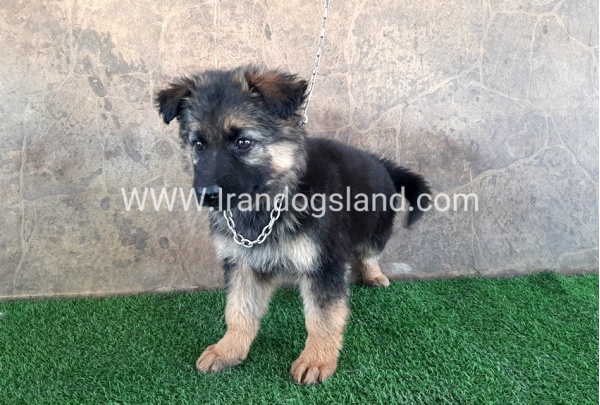 ---german-shepherd-28_5