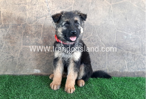 ---german-shepherd-28_6
