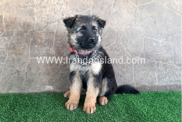 ---german-shepherd-28_7