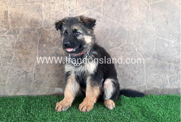 ---german-shepherd-28_8