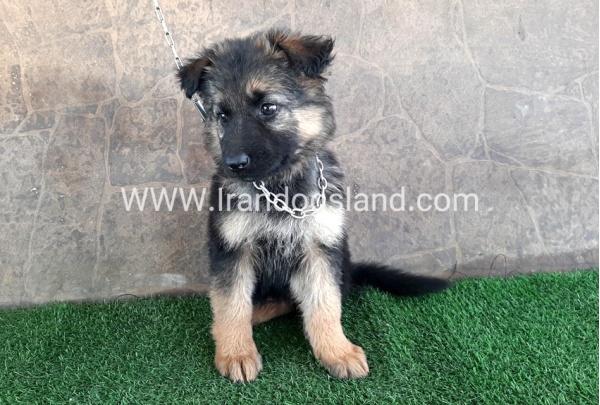 ---german-shepherd-28_9