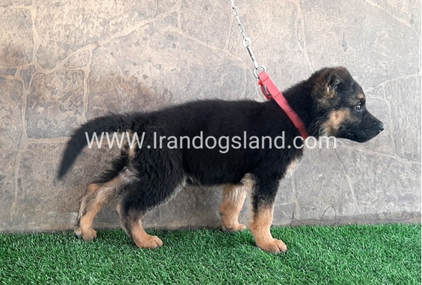 ---german-shepherd-29_1