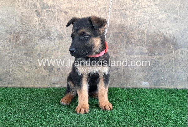 ---german-shepherd-29_10