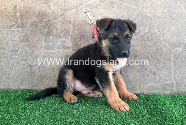 ---german-shepherd-29_11