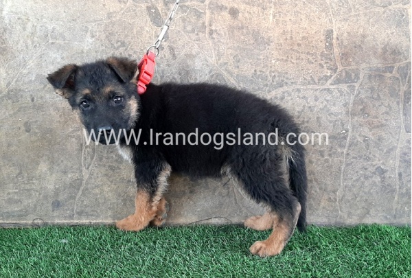 ---german-shepherd-29_2
