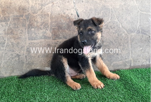 ---german-shepherd-29_3