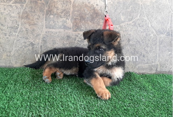---german-shepherd-29_6