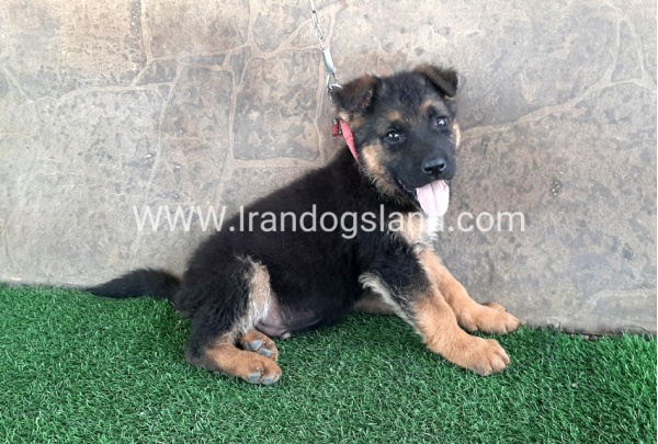 ---german-shepherd-29_7