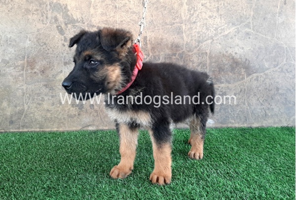 ---german-shepherd-29_8